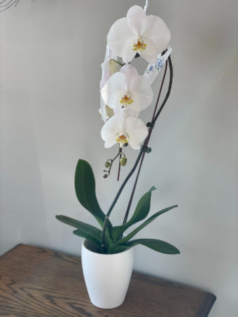 White Orchid  