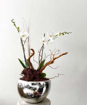 Orchid  
