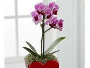 Orchid