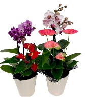 Orchid and Anthurium planter Plant