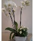 Orchid and Kalanchoe Planter 
