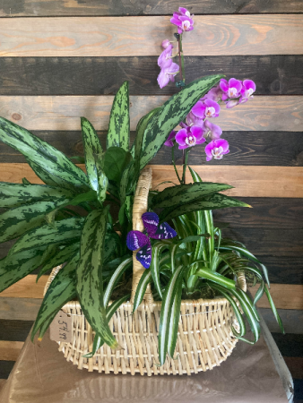 Orchid and Plant Basket Live plants