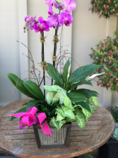 Orchid Plant Box Orchid and house plants 