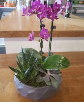 orchid and succulent bowl planter