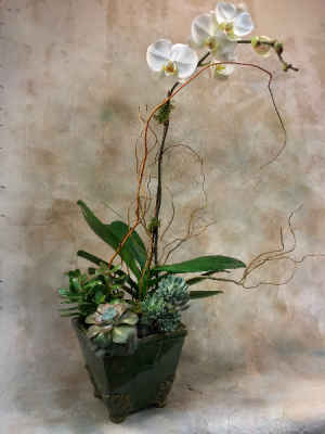 Orchid and Succulent Garden in Teaneck, NJ | TIGER LILY Orchid and Succulent Garden in Teaneck, NJ | TIGER LILY