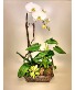Orchid and Tropical Plant Basket  