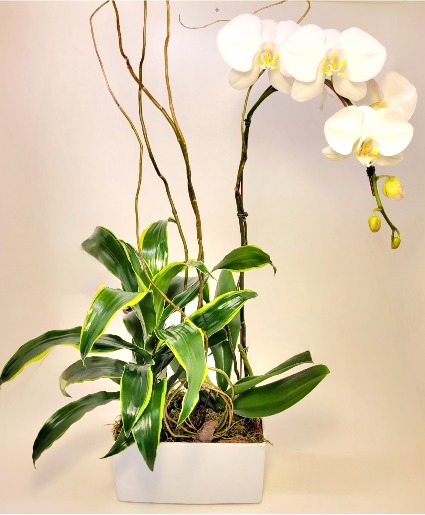 Orchid and Tropical Plant Container  