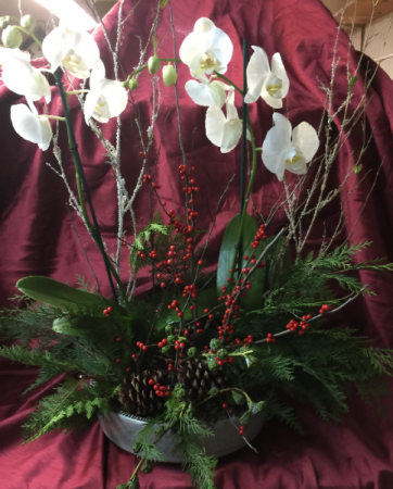 Orchid Arrangement