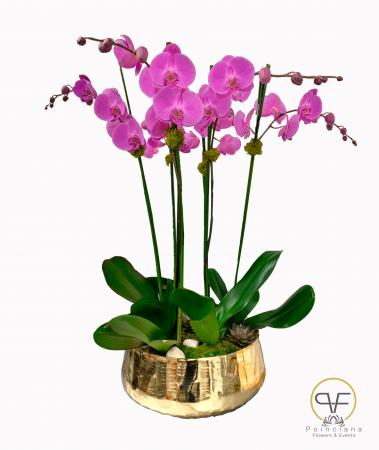 Orchid arrangement 