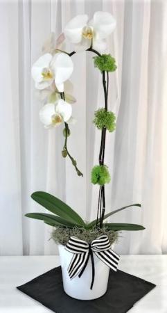 Orchid Arrangement