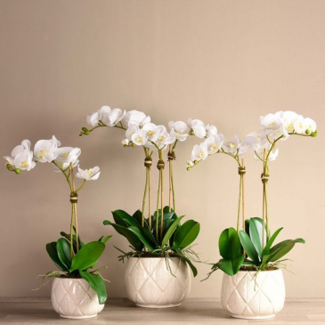 Orchid Arrangement Artificial