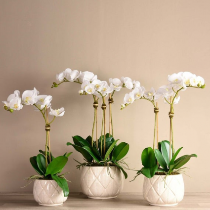 Orchid Arrangement  Artificial 