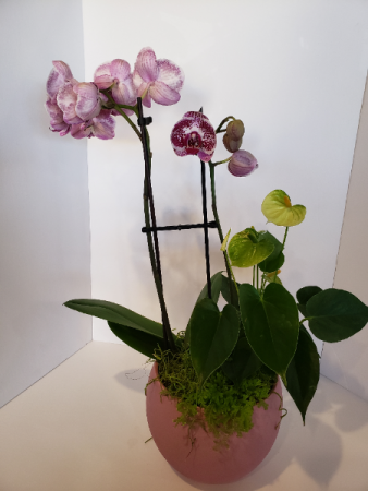 Orchid arrangement Planter