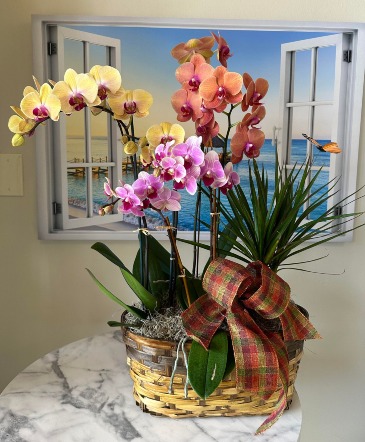 Orchid Basket  in Sugar Land, TX | BOUQUET FLORIST