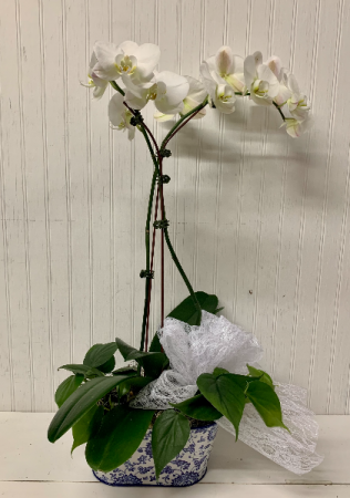 Orchid Beauty