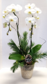 Orchid Beauty Flowering Plant
