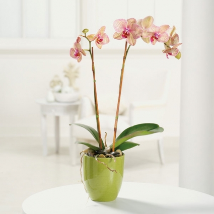 Orchid Beauty Potted orchid plant