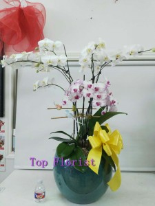 Orchid - big arrangement  Orchid - big arrangement 