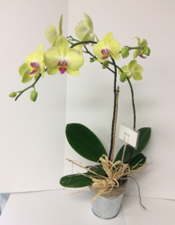 Orchid Blooming plant