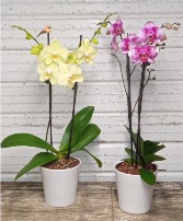 ORCHID BLOOMING PLANT 