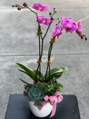 Orchid Bowl (Varied colors) Orchid Succulent Combo in Ceramic Bowl