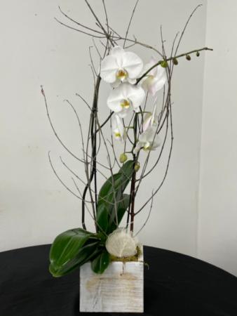 Orchid Box 
