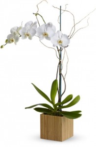 Orchid Box Container