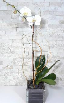 Classic Orchid Planter 