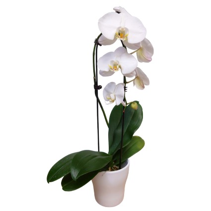 Orchid Cascade Plant