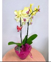 Orchid Charm Blooming Plant