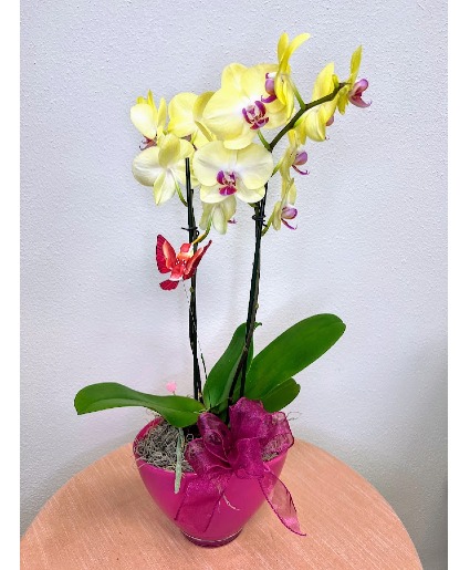 Orchid Charm Blooming Plant