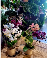 Orchid Cutie 