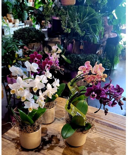 Orchid Cutie