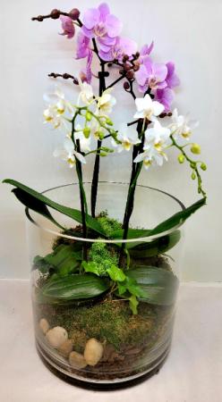 Orchid Cylinder Garden 