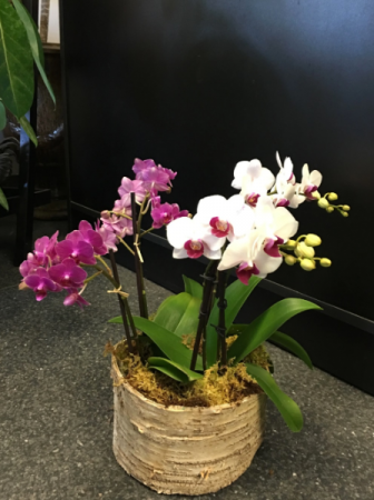 Orchid Dazzle