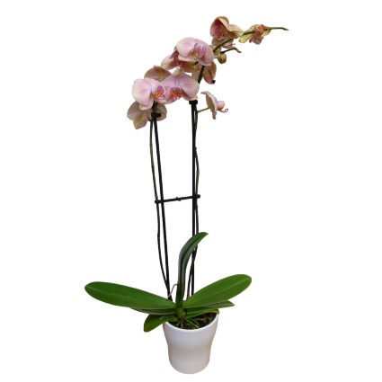 Orchid Delight Plant