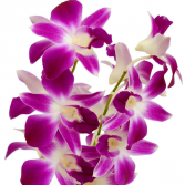 Orchid - Dendrobium  Bunch