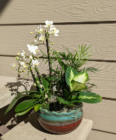 Orchid Dish Garden Hollie and Pine