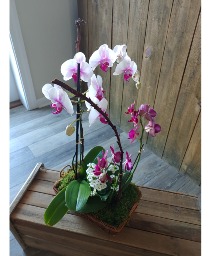 Orchid Basket Dish Garden
