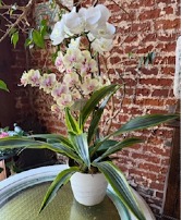 Orchid Dishgarden 