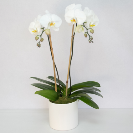 Orchid, Double Stem Blooming Plant