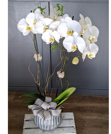 White Orchid Double Stemmed Plant in San Rafael, CA | BURNS FLORIST White Orchid Double Stemmed Plant in San Rafael, CA | BURNS FLORIST