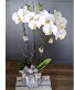 White Orchid  Double Stemmed Plant
