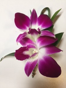 Orchid Duo