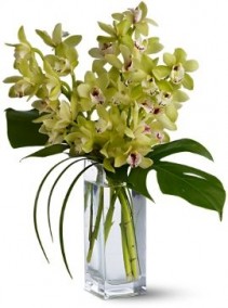Orchid Elegance Beautiful Presentation