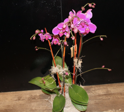 Orchid Elegance deluxe