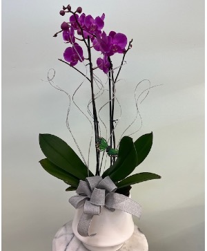 Orchid Elegance By Enchanted Florist Cape Coral