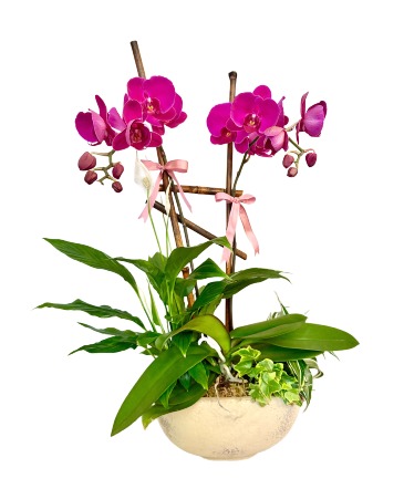 Orchid Elegance Plant in Modesto, CA | JANET'S FLOWERS & WEDDING CHAPEL Orchid Elegance Plant in Modesto, CA | JANET'S FLOWERS & WEDDING CHAPEL