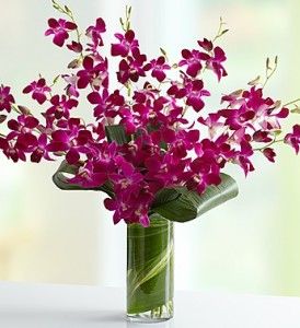 Orchid Embrace  7 Dendrobium Orchids with Tropical Foliage
