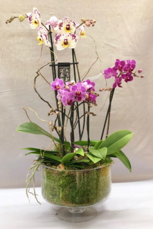 Orchid Enchantment Plant